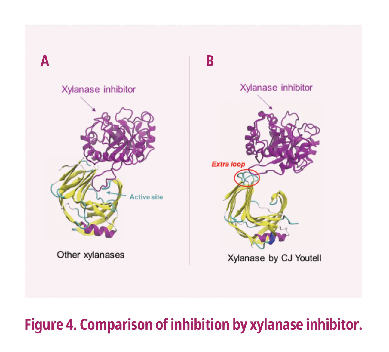 Comparision of Inhibition by xylanese inhibitor