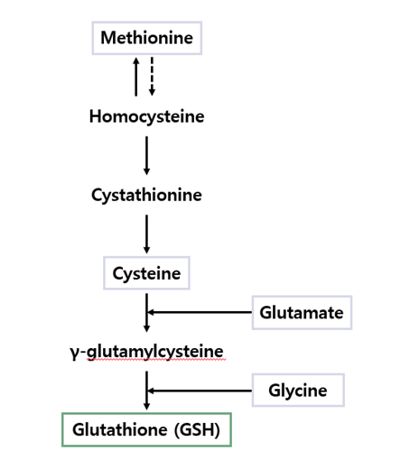 L-Met relieves inflammation by regulating oxidative stress.

