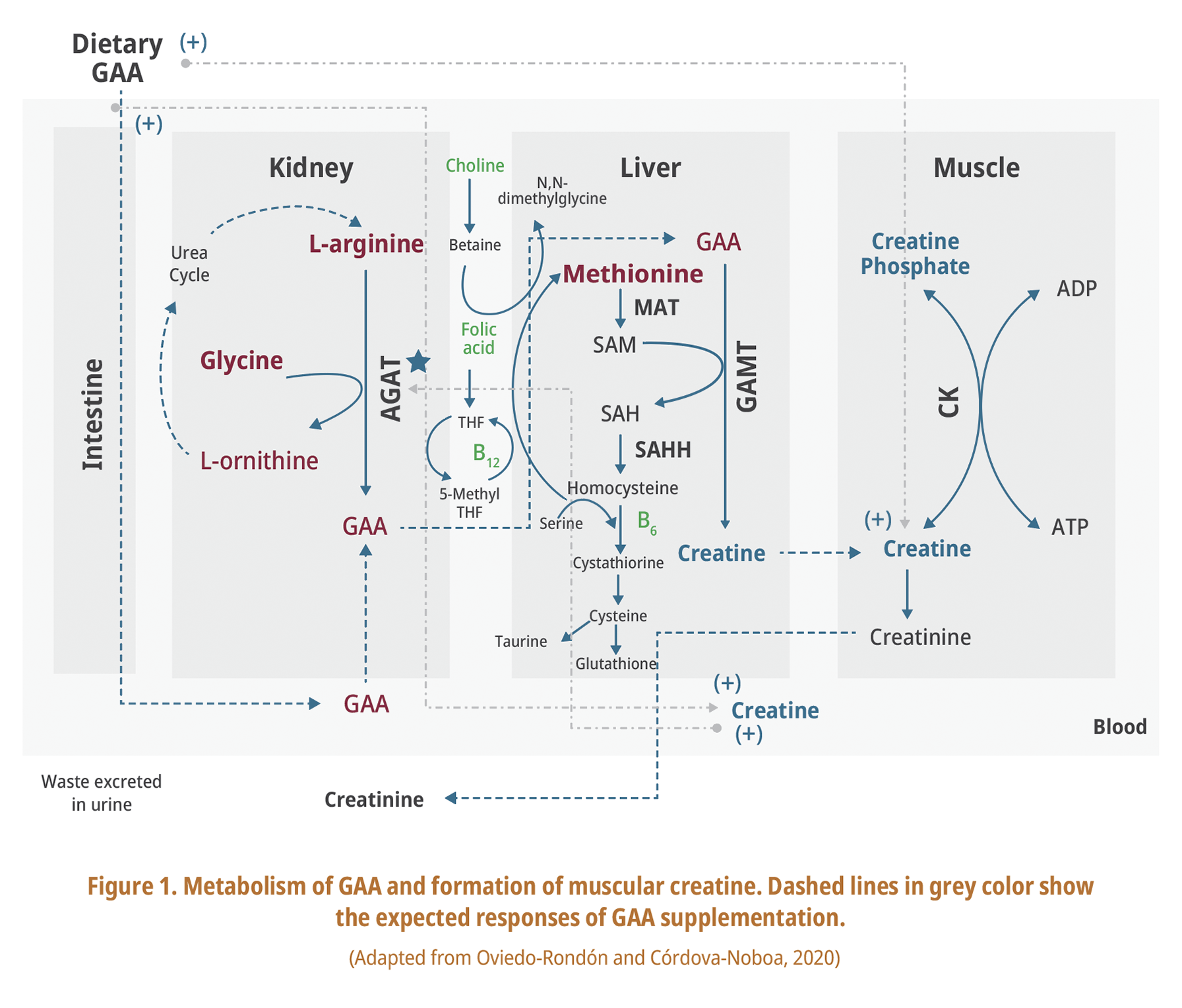 Metabolism of GAA