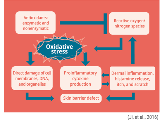 oxidative stress

